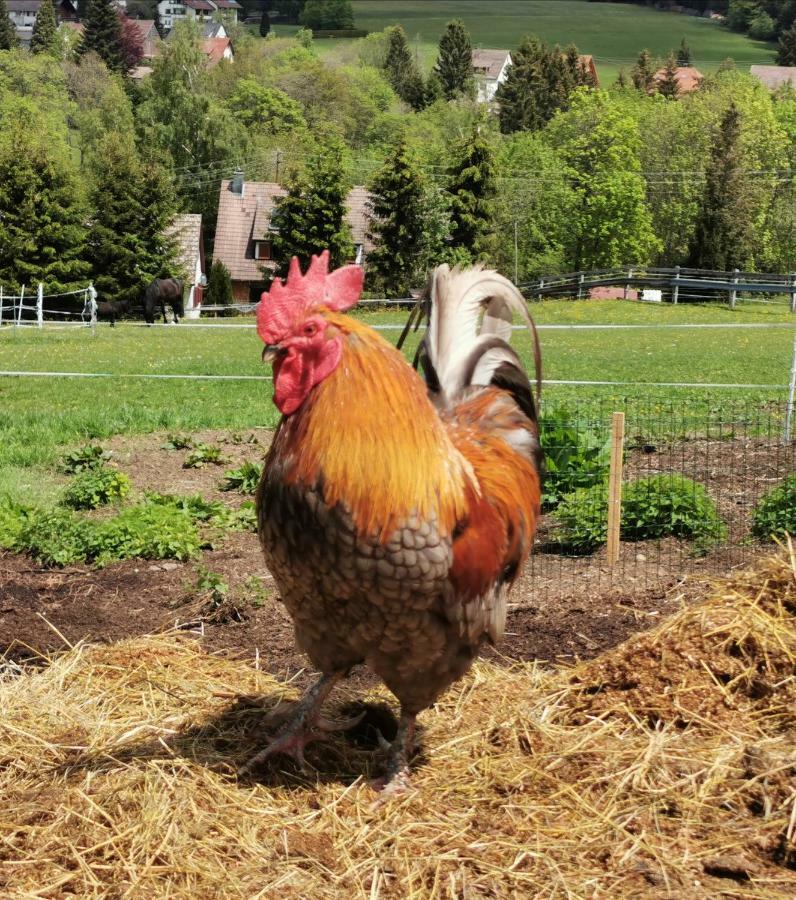 Landpension Pferdekoppel - B&B - Self Checkin Seewald Dış mekan fotoğraf