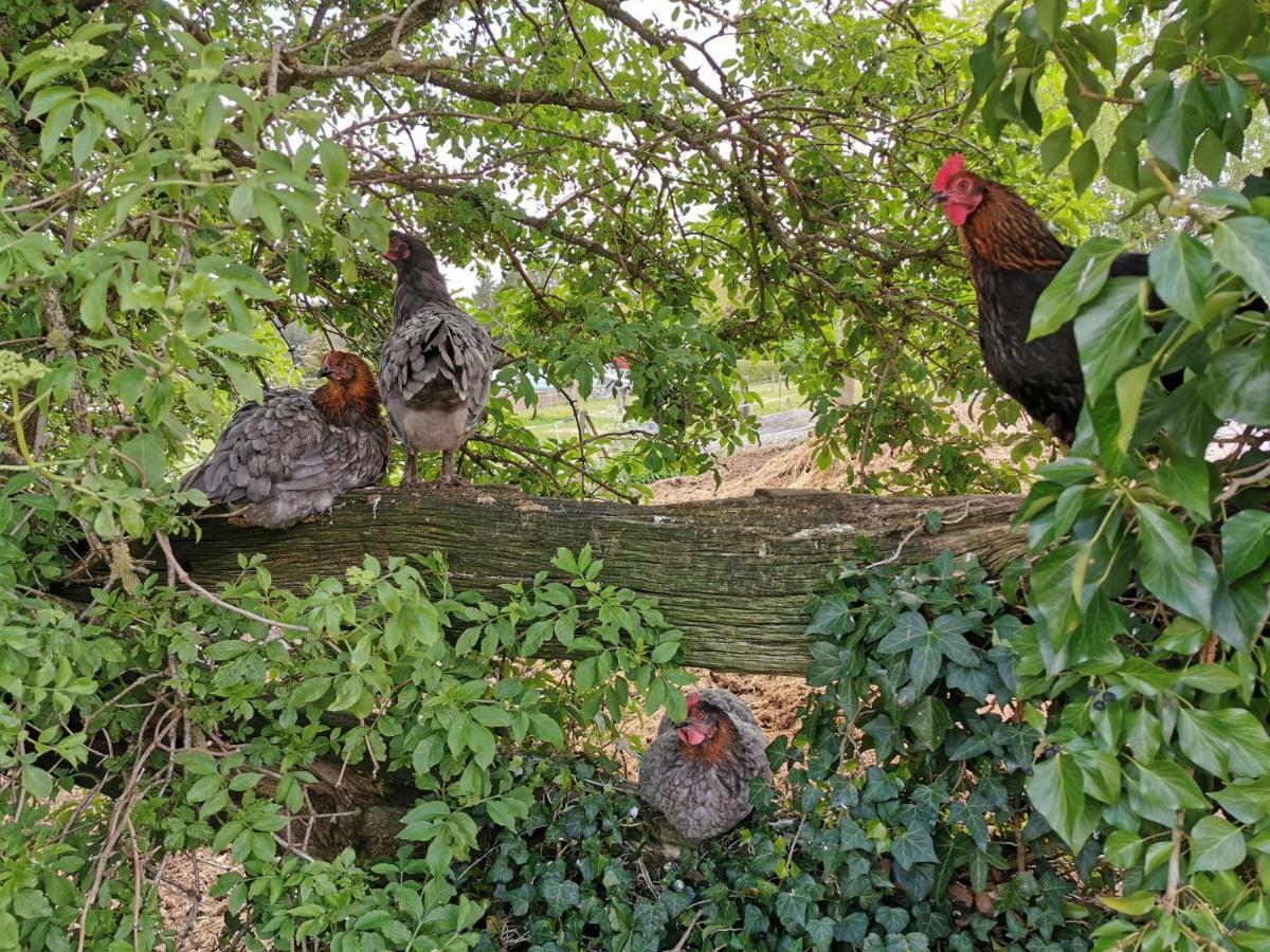 Landpension Pferdekoppel - B&B - Self Checkin Seewald Dış mekan fotoğraf